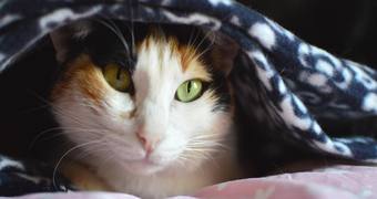 Gato debajo de una manta, mantas para sofa, mantas para cama, mantas para viajes, mantas para mascotas, franela, microfibras, blanket