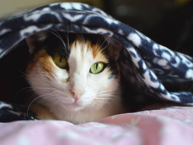 Gato debajo de una manta, mantas para sofa, mantas para cama, mantas para viajes, mantas para mascotas, franela, microfibras, blanket